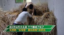 小伙被困湖北三个月 2万公斤土豆都变成“长毛怪”