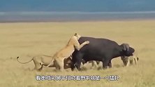 狮群生擒落单野牛正要享用，突然地面传来咚咚声！狮王兄弟们跑