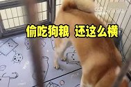 猫狗共处一室整个场面有些失控！