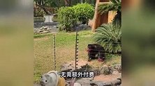南宁动物园“丢那猩”不扔便便了！有正经工作抛绣球了？园方回应