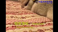 我明天不上学了 猫猫的担忧 很是苦恼 萌萌哒
