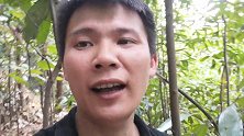 野生土茯苓，也叫冷饭头，懂的人都知道它的好处，深受广东人喜爱