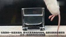 将老鼠放进装有胃酸的烧杯里会怎样看着想吐