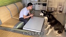哈士奇定力测试！主人睡着后，二哈会背着主人偷吃牛排吗？