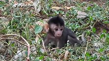 小猴子太饿了，猴妈又不理它，只好舔舔妈妈的脚趾头，太心酸了！