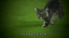 小猫误入赛场，嗨翻了全场，解说员直接不讲球赛，全程跟进小猫