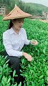 茶山菇凉回山里采茶