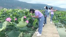 陆良三岔河：又到一年赏荷时