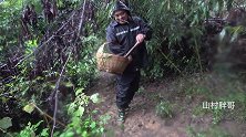 胖哥冒雨上山采蘑菇，一个小时采了大半篮子，来自大自然的馈赠
