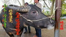 小牛的眼睛和角、非常好、几年后定称王