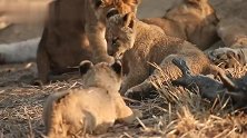 狮子幼崽在妈妈的保护下，尽情打斗，确立地位