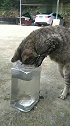 猫：鱼儿你别跑，早晚都是我的！