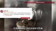 居民家中卫生间发现了5只猫头鹰幼崽，房主：可能是通过卫生间管道进来的
