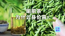 明前茶动辄上千元？几十年如一日的坚守，才能造就洞庭碧螺春