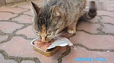 警惕的流浪猫麻麻，碰瓷要吃的。边吃边呜呜。心里莫名的心疼。