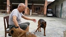 农村大爷酷爱养狗，2条马犬1条牧羊犬通人性，每天喂30个鸡蛋
