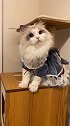 击穿猛男的心脏