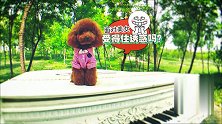 注孤身！狗狗能抵挡得住美女的诱惑吗？可爱到爆炸