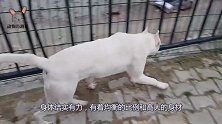 胆大的猛犬挑战老虎，结果却被老虎一招反杀，狗子下场太凄惨了