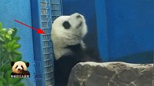 熊猫宝宝圆仔开心享受奶爸的指尖按摩，戳戳乐画风超萌的！