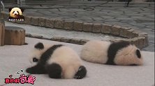两只萌到极点的熊猫宝宝来圈粉了！全程昏睡不醒的小小只抢镜了