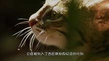 世界上最小的猫咪，体重不足2斤，睡前一定要亲吻主人下巴!