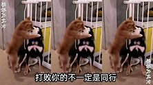 我家狗子一呼百应，吵架技术非常过硬！