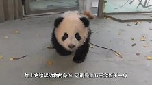继熊猫叉腰之后，熊猫宝宝求抱抱又火了，网友：萌化了