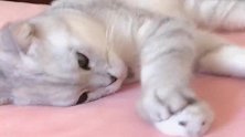 这只猫咪把爱全给了仓鼠，小猫咪们都吃醋了，瞬间爆发了
