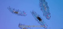 生命力最强悍的生物：水熊虫是几乎杀不死的，强到不行了