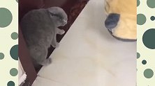 搞笑：吓得我猫骨悚然，一时间没反应过来