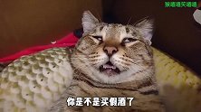 趣味配音：喵星人：铲屎的，你是不是买了两瓶假酒？