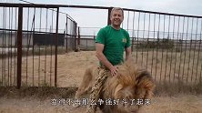 饲养员教训挑事的雄狮，雄狮的反应亮了，隔着屏幕都觉得尴尬