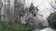 现场19秒|“樱为你”，待新篇——武汉大学“云赏樱”