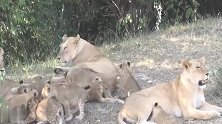 狮群兴旺，小狮子真多！