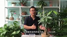 想要发财树枝繁叶茂，施肥才是关键，但是不会施肥反而有害