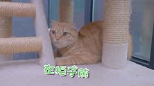 好你个油嘴滑舌的小猫咪！大家说我到底该不该信它呢？