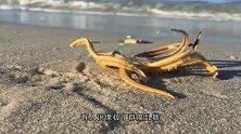 海星也能走路网友拍到海星在沙滩“诡异”前行