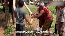 村民们割掉大象的牙齿，却声称是为了大象好究竟怎么回事