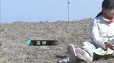 阿勒泰西瓜子采摘，一种国人消磨时间的小零食