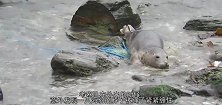 海豹被绳子缠绕多年，当救援人员将它解开后，瞬间让人泪崩了