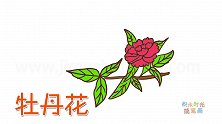 植物简笔画大全，画牡丹花简笔画