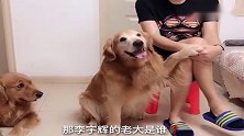 金毛跟主人讨论谁是家里的老大，谈来谈去狗狗不乐意了，太逗了