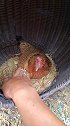 家里最豪横的母鸡，只有用豆子才能取蛋，而且这蛋很不一般！