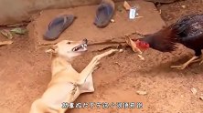 为何说“鸡犬不宁”？它们之间还有恩怨，看完终于明白了！