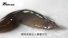 再生能力超强的神奇生物！四肢被切也能重新生长，人类能否实现