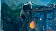 动物园为熊猫办成人礼还展示粪便 饲养员：屎是清香的，不信你闻