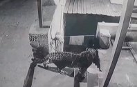 印度一豹子闯入居民区杀死宠物狗 被监控拍下
