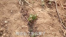 五一节杨杨参加劳动，看着这块地陷入沉思，靠天吃饭真是不容易