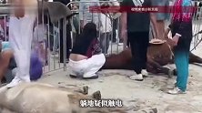 海南一马戏团两匹马疑似触电倒地？运营公司回应
